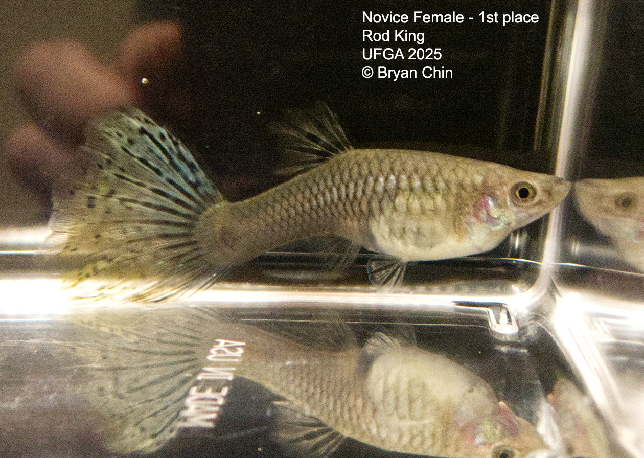 Guppy Female  Novice Class